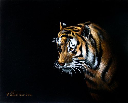 Tiger by Vlad Atasyan