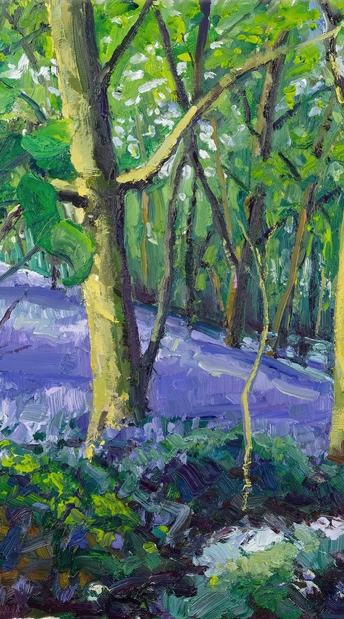 Bluebells at Beacon Banks by Jeff Parker