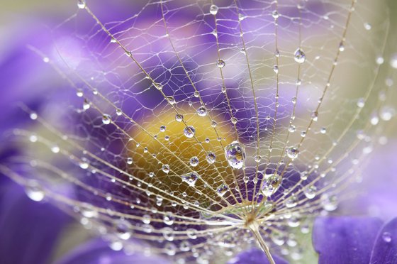 Dandelion symphony