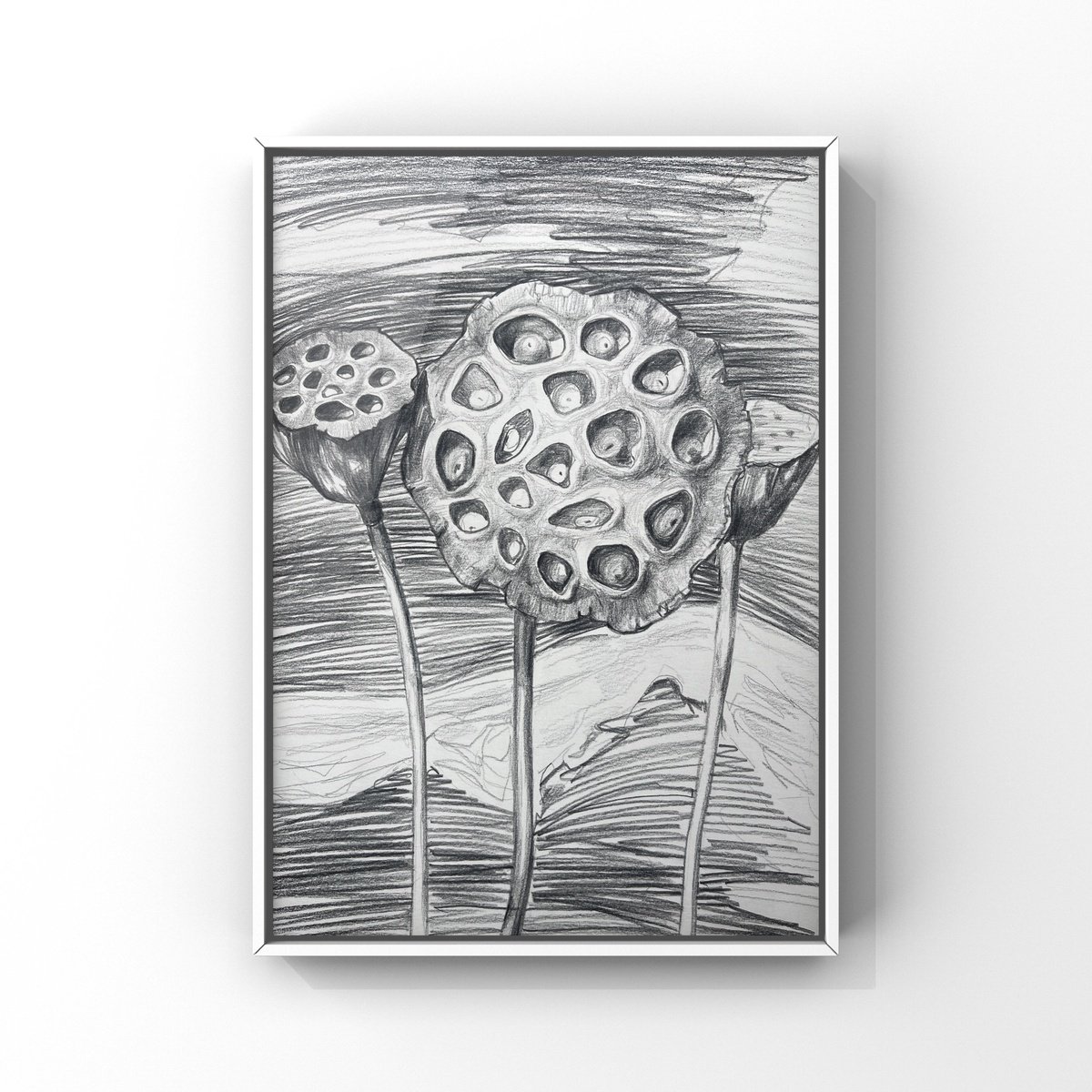 Graphic Botanical Pencil Drawing By Guzel Min, 8 X 12, Lotus Pods, Original Artwork