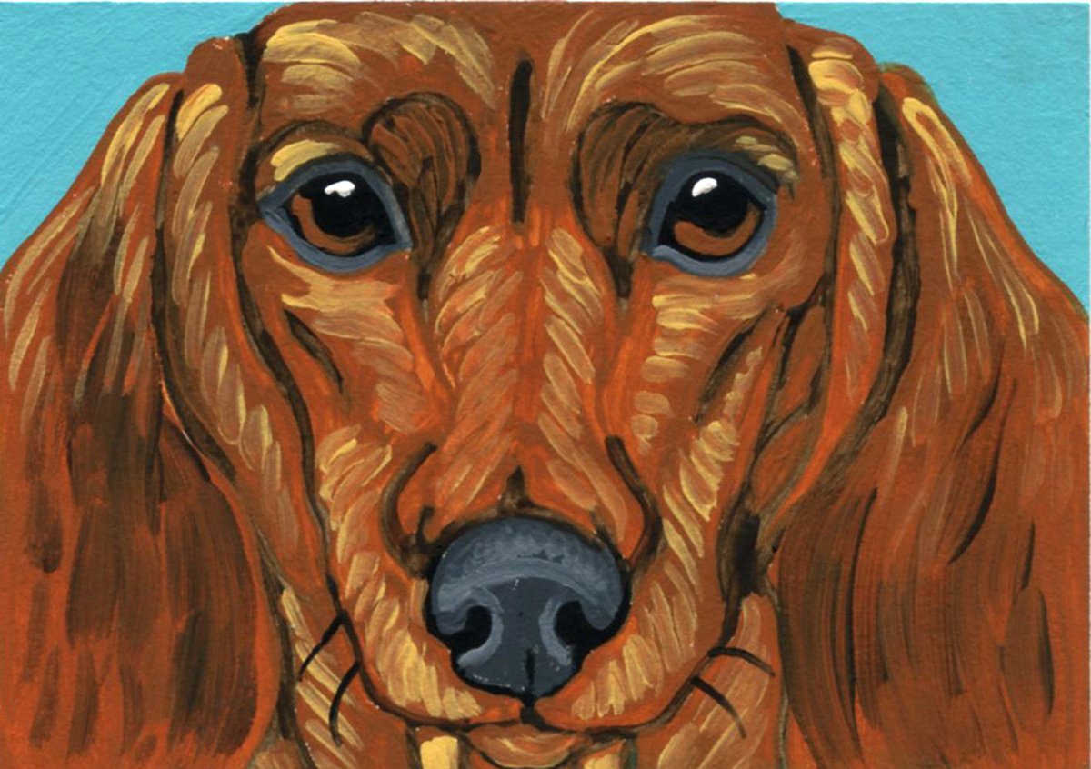 Dachshund Doxie by Carla Smale