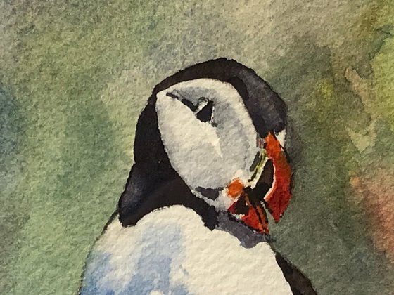 Puffin