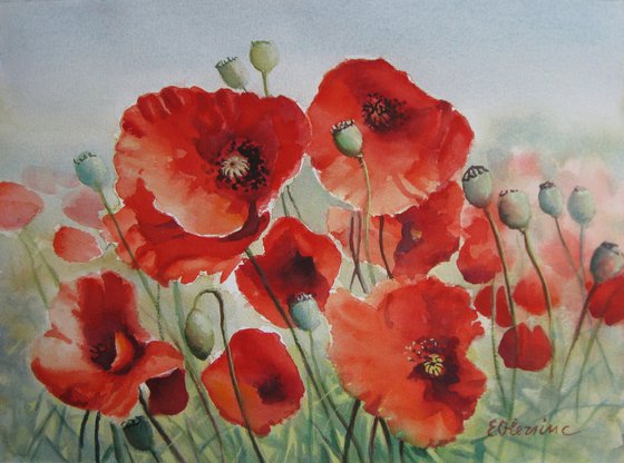 Field of poppies