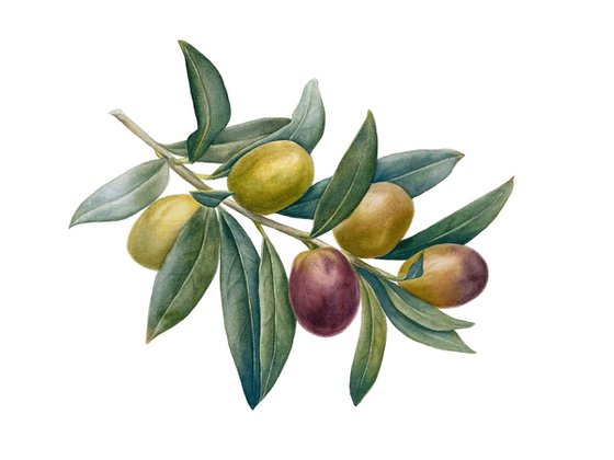 Olive Branch