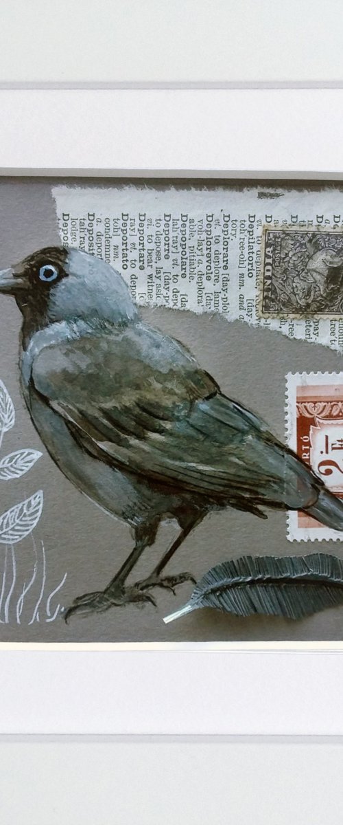 The Jackdaw feather  (framed and ready to hang) by Carolynne Coulson