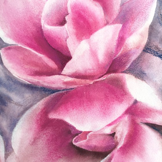 Magnolia blooming, pink flowers watercolor painting