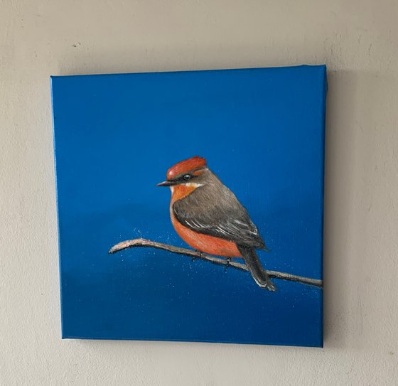 Vermilion Fly catcher