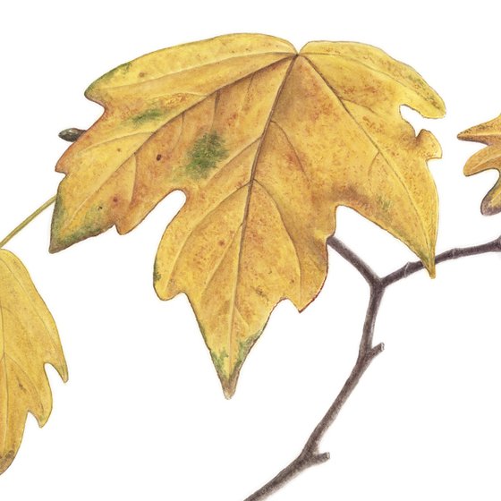Golden Maple