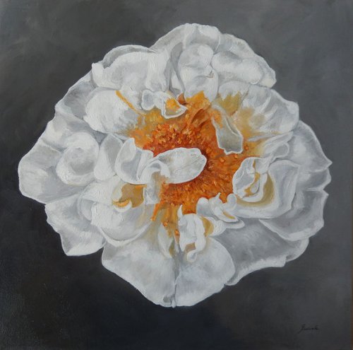 White and Yellow Peony by Graciela Castro