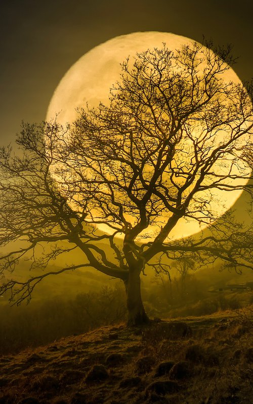 HARVEST MOON II by Harv Greenberg
