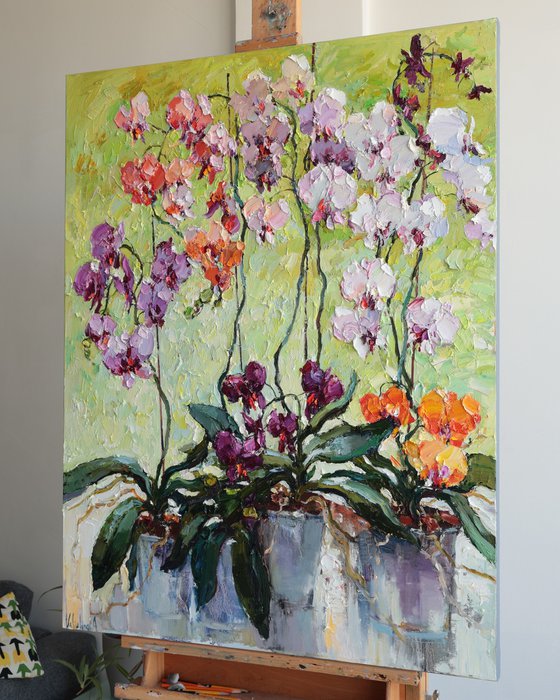 Colorful Orchids