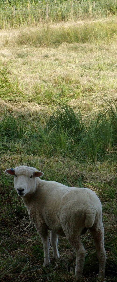 Here's looking at ewe... by Tim Saunders