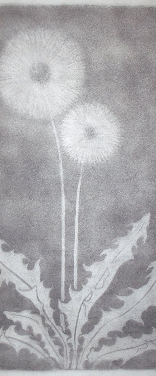 Pusteblume I - Taraxacum officinale (engl. Dandelion I) by Laura Stötefeld