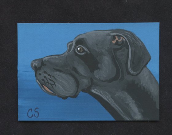 ACEO ATC Original Painting Black Great Dane Pet Dog Art-Carla Smale