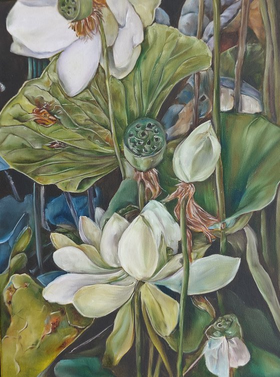 Marsh Water Lili