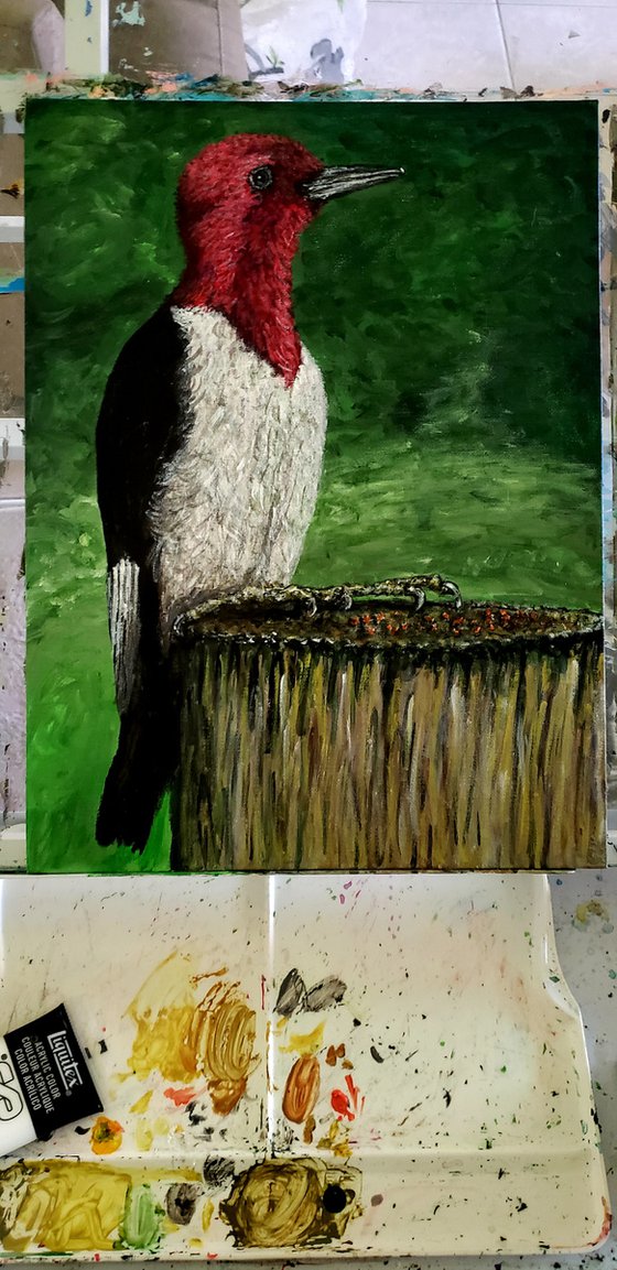 Red Headed Woodpecker