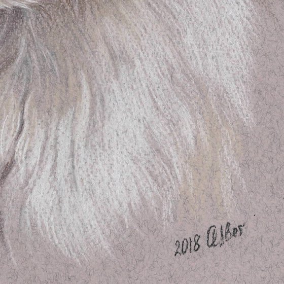 Pastel Portrait of bichon frise. 21x30 cm