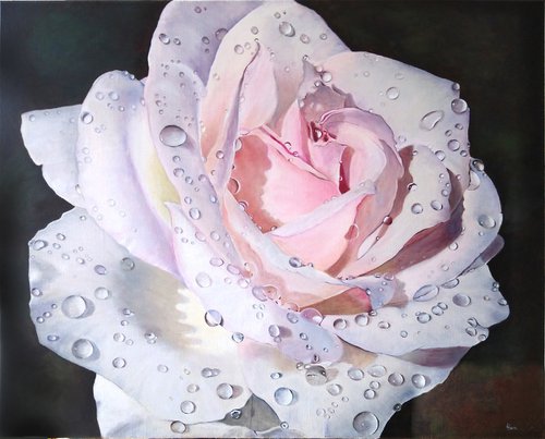 Dew like pearls - portrait of a white rose covered with drops of morning dew by Liubov Samoilova