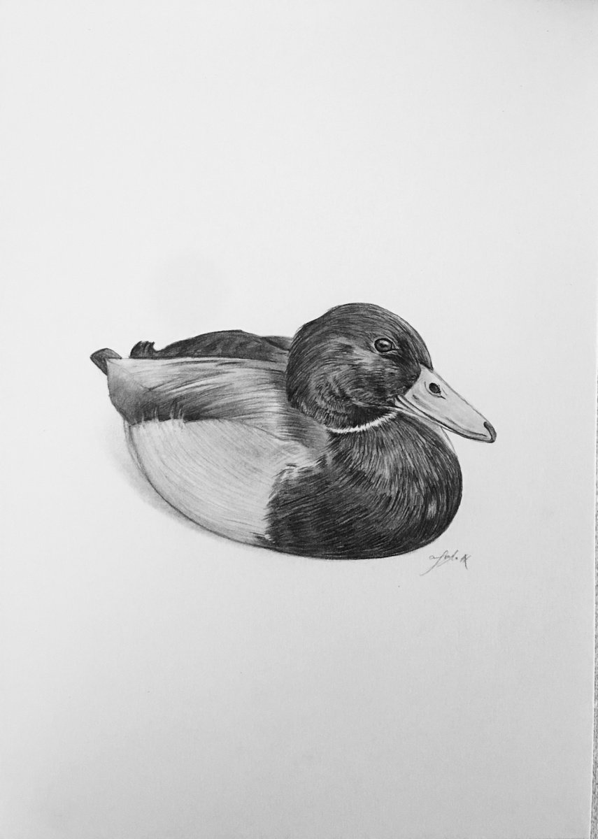 Mallard by Amelia Taylor