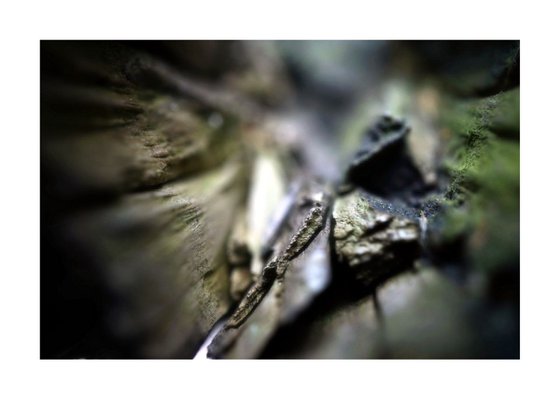 Abstract Nature Photography 28