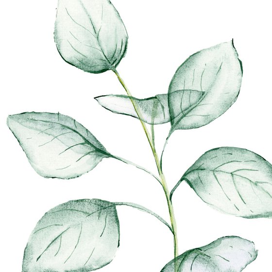 Transparent eucalyptus branch  watercolor