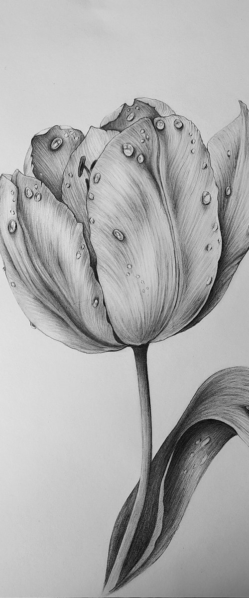 Tulip by DIANA ARTY