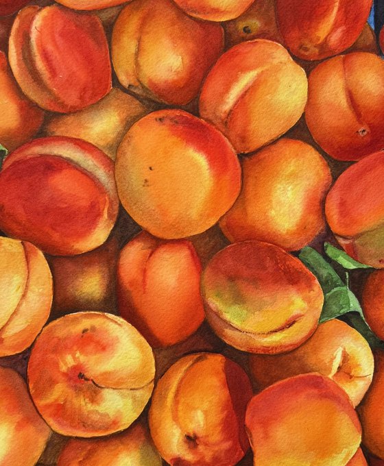 Apricots