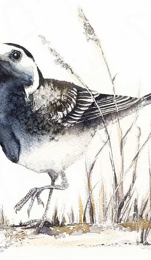 White wagtail,  birds, wildlife watercolours by Karolina Kijak