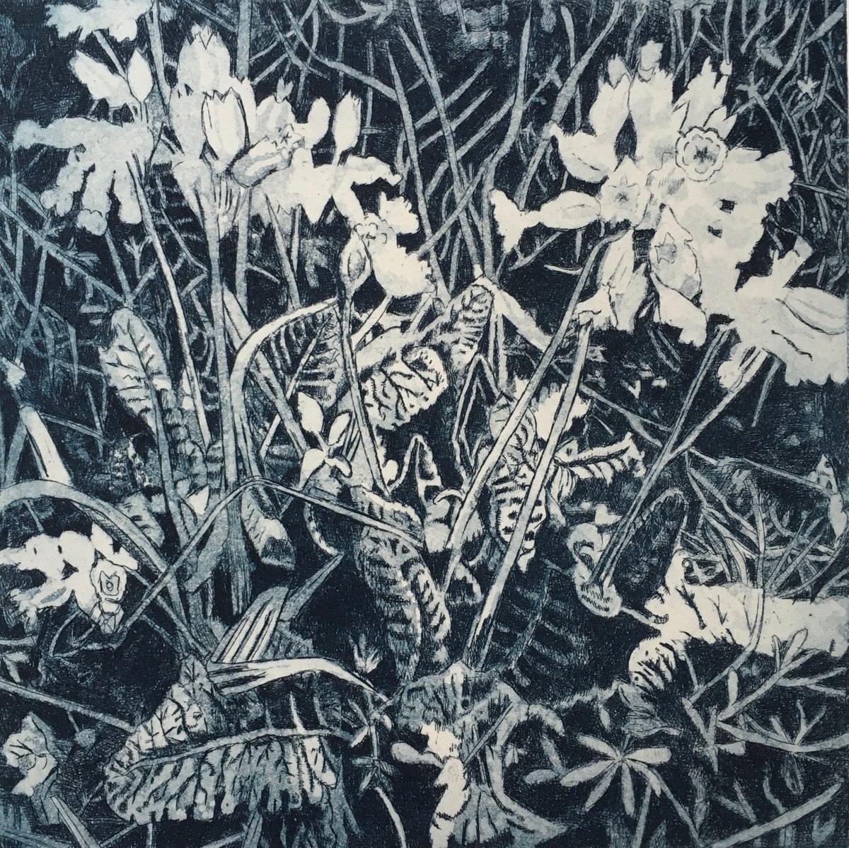 Etchings & Engravings , Cowslips And Goosegrass By Janis Goodman, 12 X 12, Artwork For Sale On Artfinder