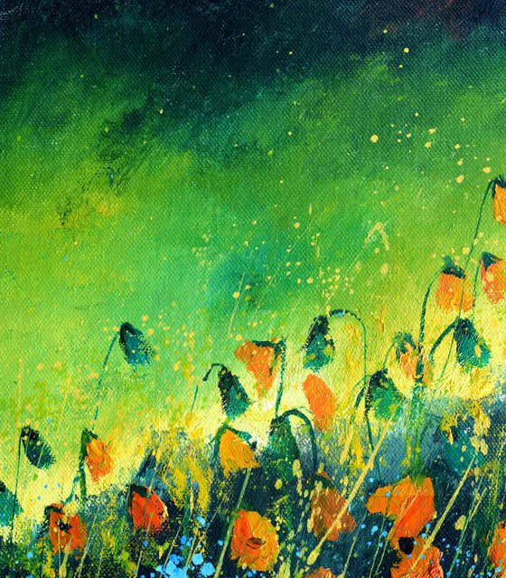 Poppies - 4523