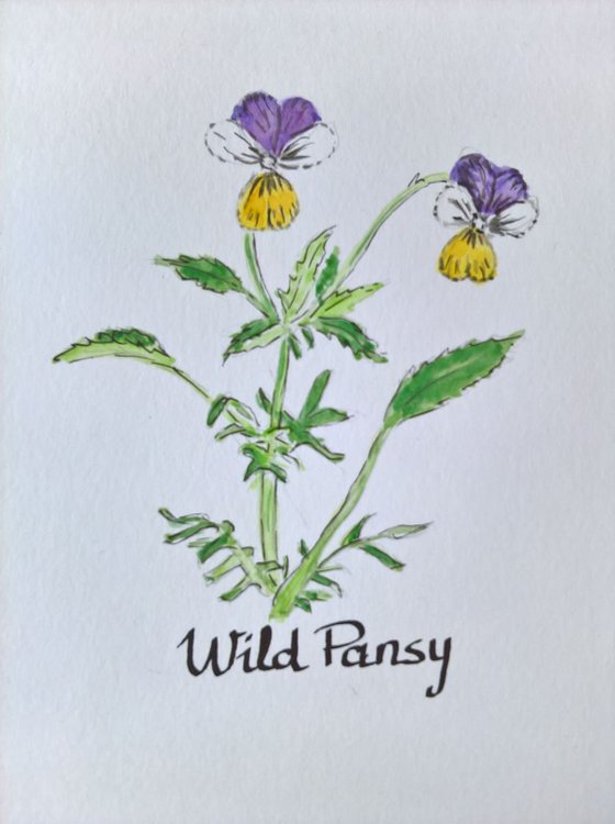 Wild Pansy