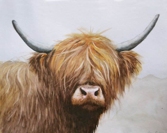 Highland heifer