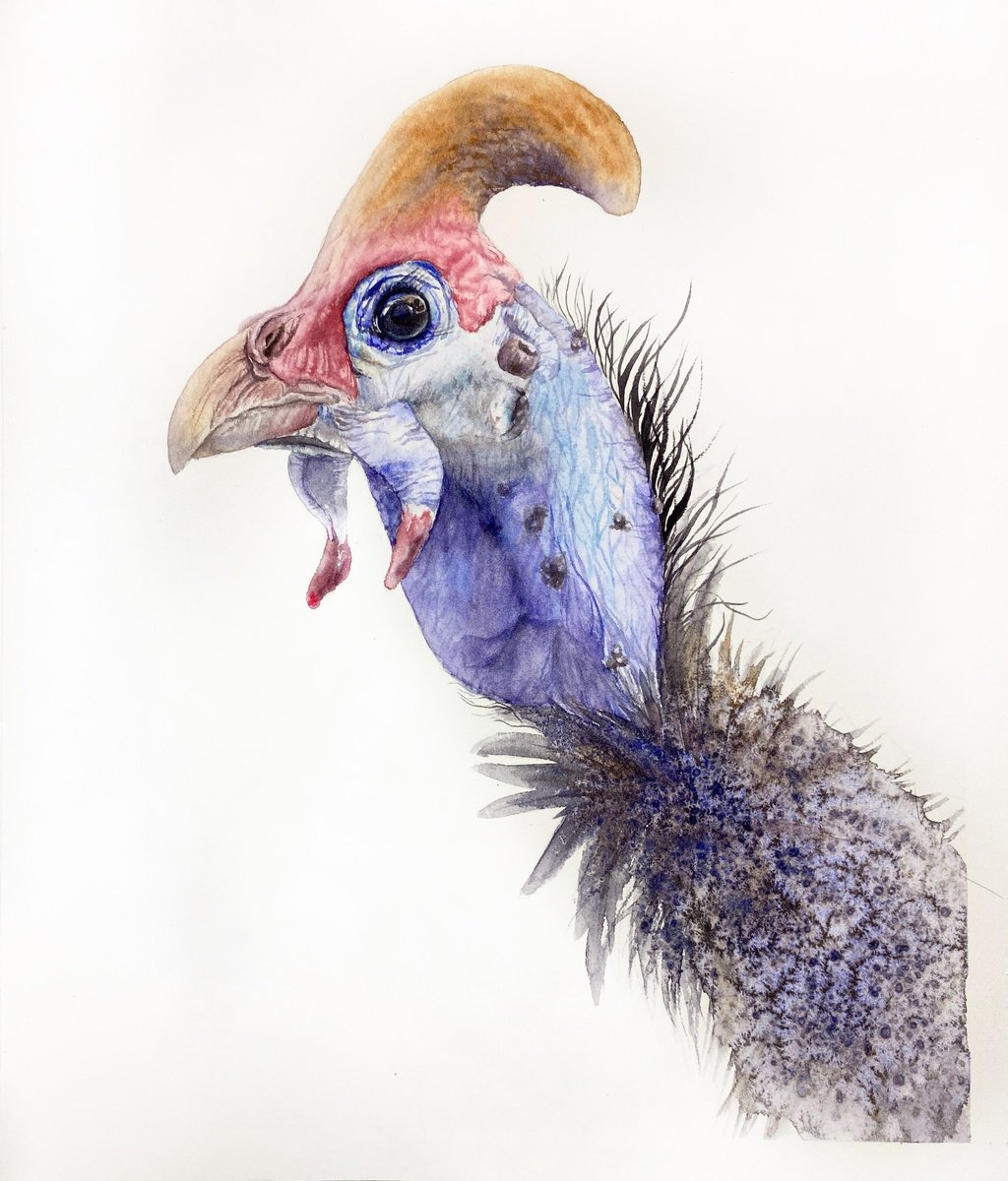 Photorealistic Animal Watercolour By Tetiana Savchenko, 8 X 10", Portrait Of Guinea Fowl Bird, Original Artwork