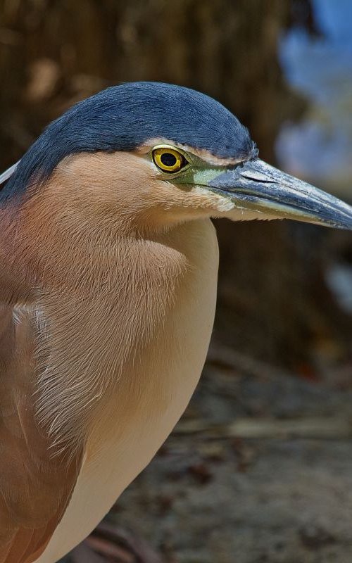 Birds - The beautiful Nankeen or Rufous Night Heron, Port Douglas, Queensland, Australia by MBK Wildlife Photography