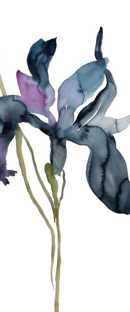 Iris No. 195 by Elizabeth Becker