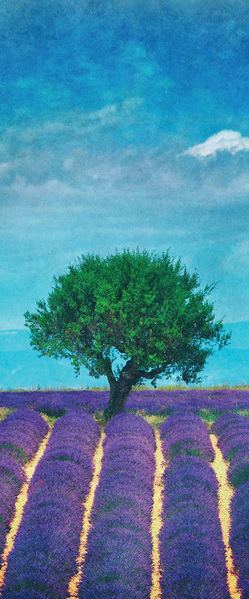 Lavender field and a lonely tree by Peter Zelei