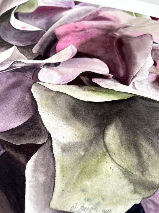Hydrangea Bouquet From Keukenhof