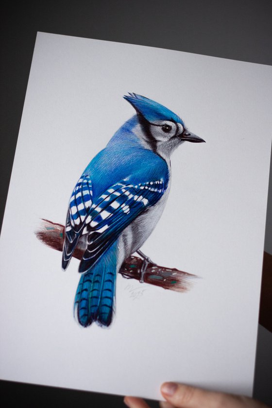 Blue Jay