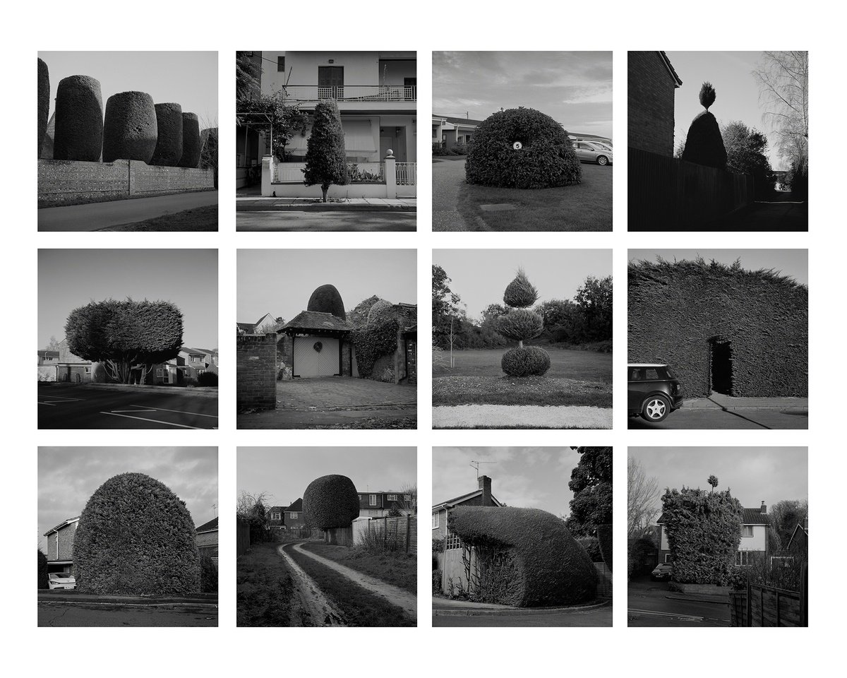 Botanical Photograph By John Angerson Studio, 16 X 12, Sound Of The Suburbs #1, Original Artwork