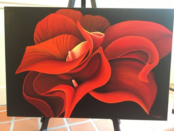 Red Cala Lilies -1-