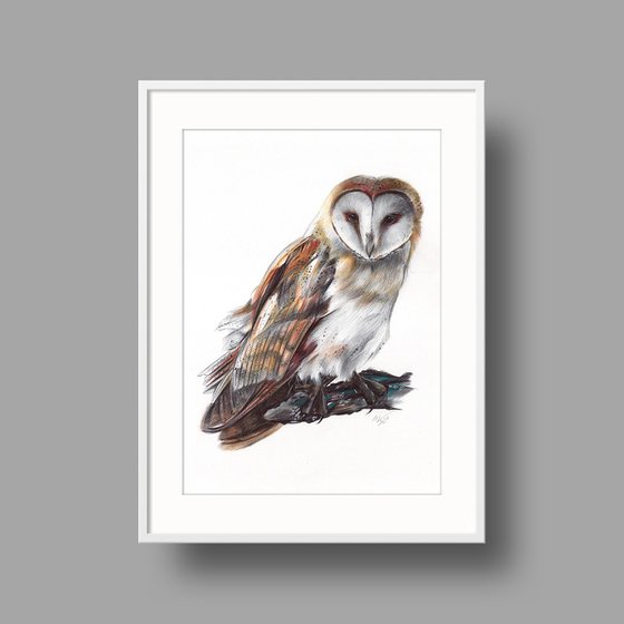 Barn Owl - Bird Portrait