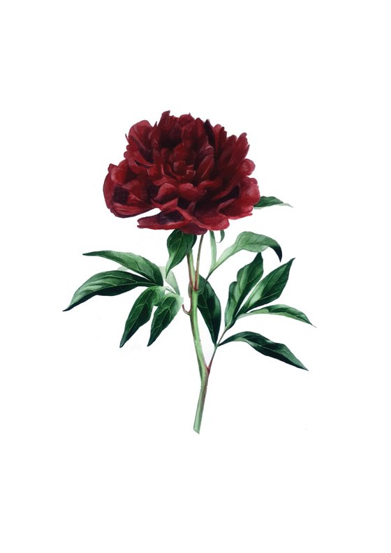 Red Peony