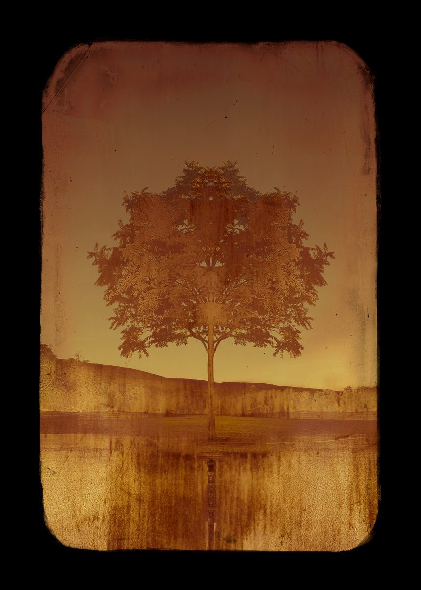 Impressionistic Photograph , Copper Tree By Louise O