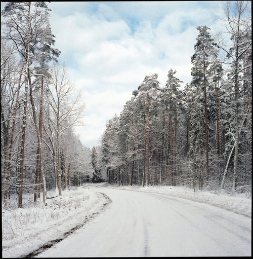 Forest in a winter climate by Jack Gasiorowski