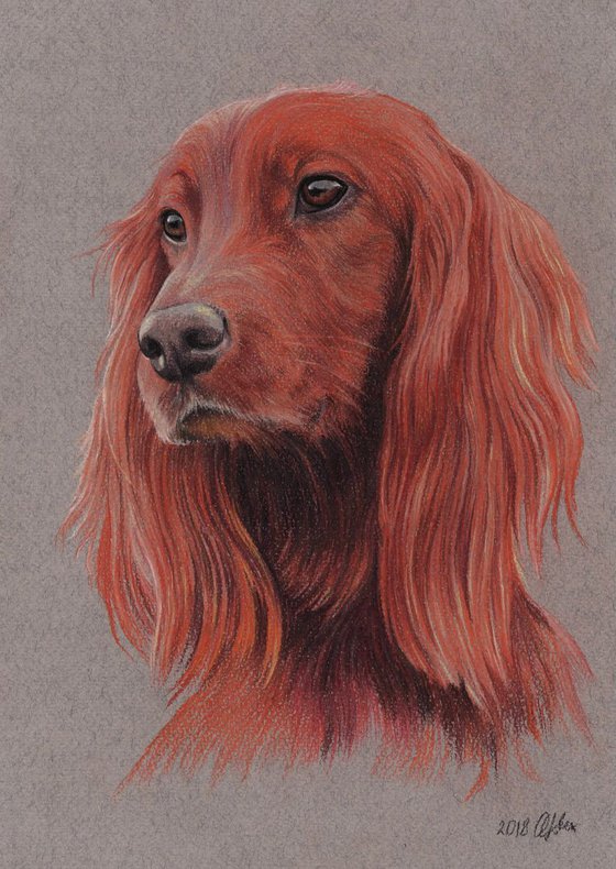 Pastel portrait of red irish setter. 21x30 cm