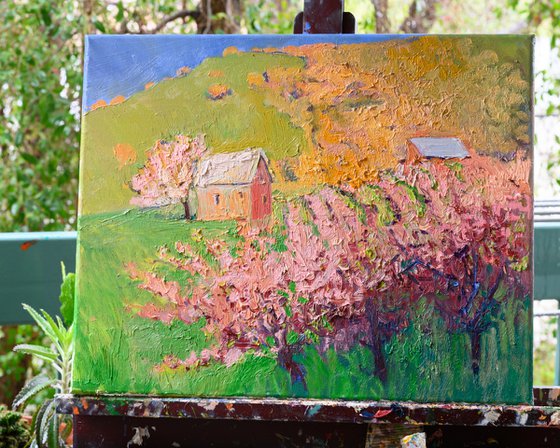 Spring in the Mountains, Blooming Almond Trees