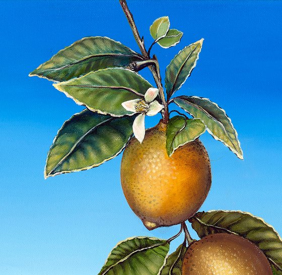O Limoeiro (The Lemon Tree)