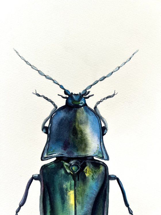 Blue longhorned beetle. Original watercolour artwork.