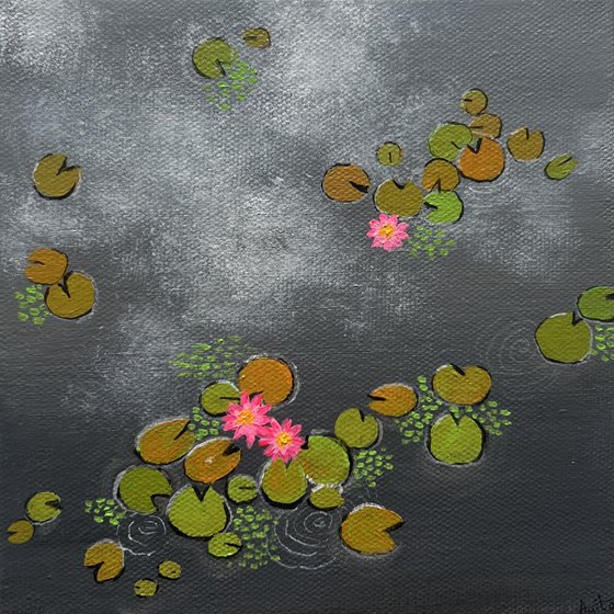 Mini Waterlily ponds