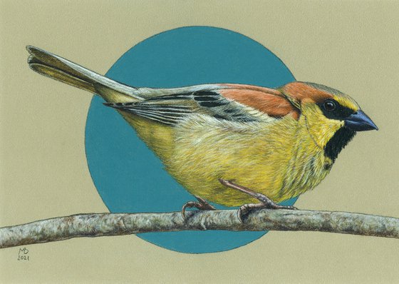 Original pastel drawing bird "Plain-backed sparrow"